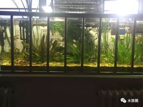打造鱼缸生态:轻松建立高效硝化系统!
