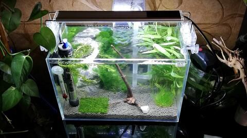 打造完美鱼缸:水草摆设技巧大揭秘!