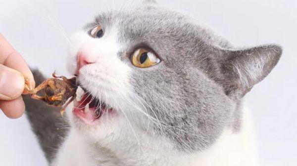 小猫吃零食的利弊分析（探究宠物食品对小猫的影响与建议）