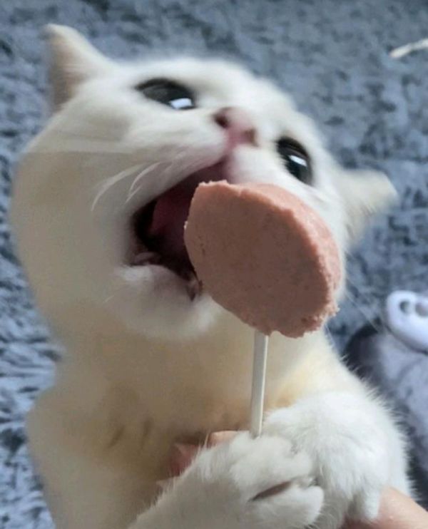 小猫吃零食的利弊分析（探究宠物食品对小猫的影响与建议）