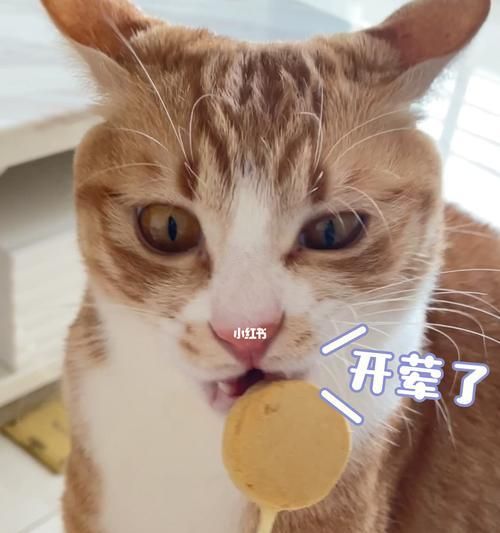小猫吃零食的利弊分析（探究宠物食品对小猫的影响与建议）