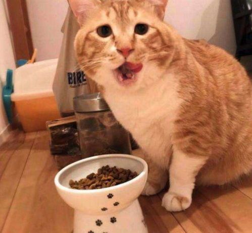 科学饮食运动，助猫咪健康增肥