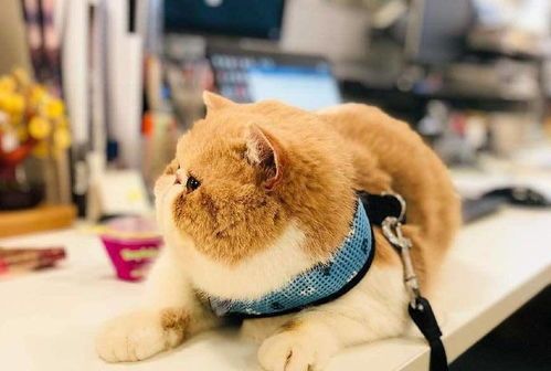 科学饮食运动，助猫咪健康增肥