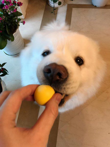 给小狗吃什么食物最好
