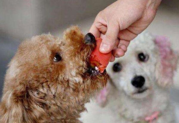 土狗吃什么食物最好