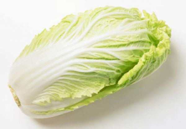 土狗吃什么食物最好