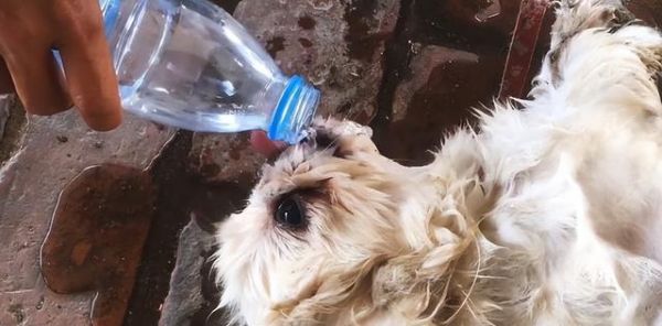夏季高温下如何保护你的宠物狗（高温下狗狗需要的护理及注意事项）