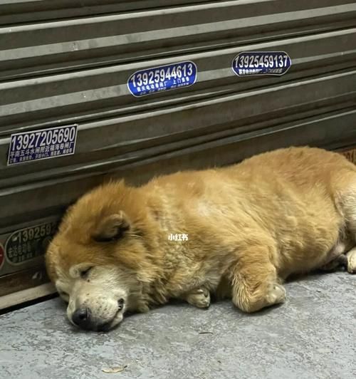 夏季高温下如何保护你的宠物狗（高温下狗狗需要的护理及注意事项）