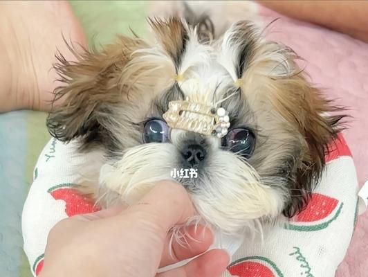 夏季以西施犬的护理方法（让你的爱犬度过一个舒适的夏天）