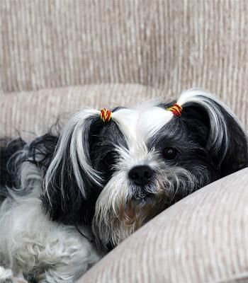 夏季以西施犬的护理方法（让你的爱犬度过一个舒适的夏天）