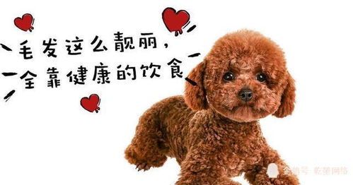 自制泰迪狗粮,定时储存更健康
