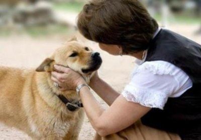 獒犬品种排行榜 ,獒犬介绍