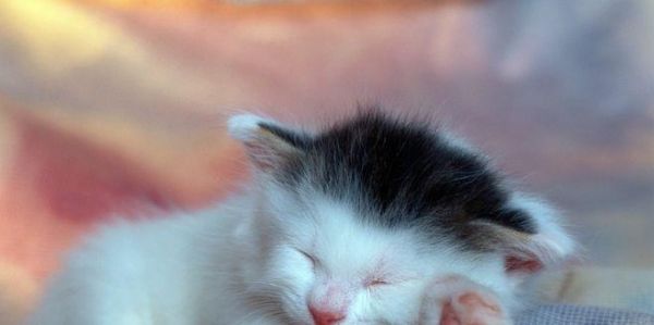 猫咪一年生小猫全过程（宠物繁殖知识大揭秘）