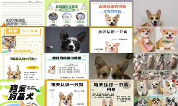 柯基多少钱一只 纯种 血统