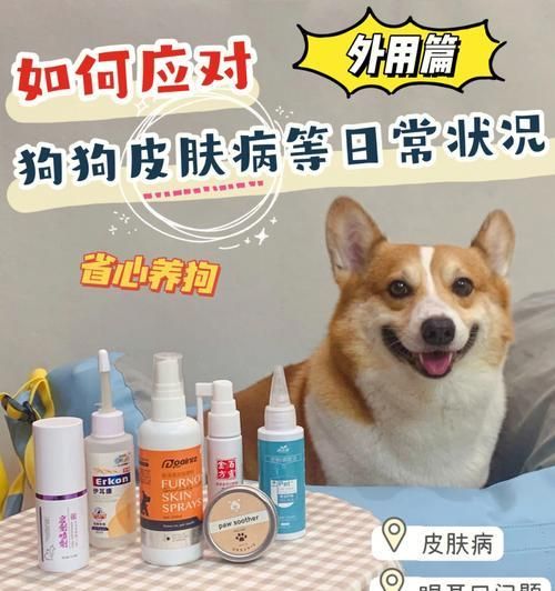 夏季宠物护理（关爱狗狗的健康，从夏季皮肤病预防开始）
