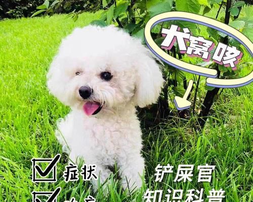 狗狗夏日防暑指南（超实用的防暑干货知识，让你的狗狗度过舒爽夏季）