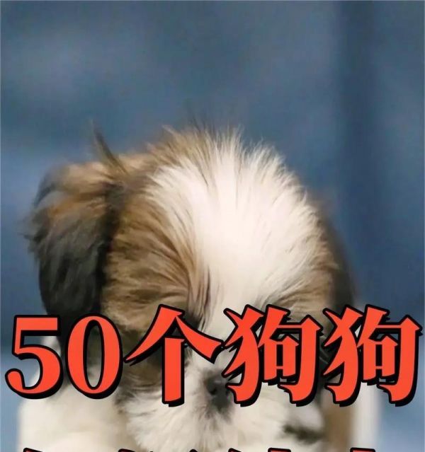 狗狗夏日防暑指南（超实用的防暑干货知识，让你的狗狗度过舒爽夏季）