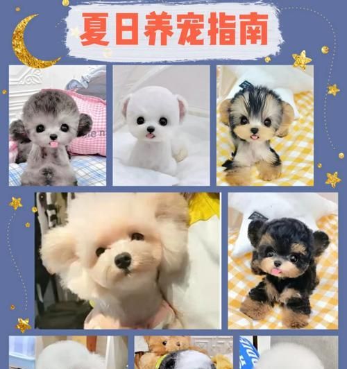 狗狗夏日防暑指南（超实用的防暑干货知识，让你的狗狗度过舒爽夏季）