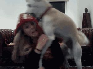 夏季狗狗健康，泰迪主人必知！