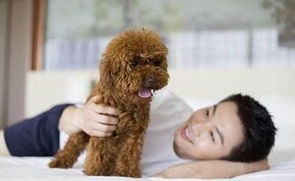 夏季狗狗健康，泰迪主人必知！
