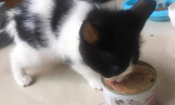 宠物猫咪夏季食欲不振的原因剖析（从气温）