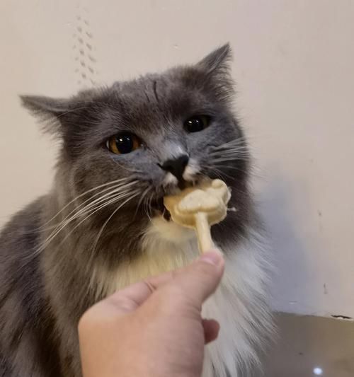 宠物猫咪夏季食欲不振的原因剖析（从气温）