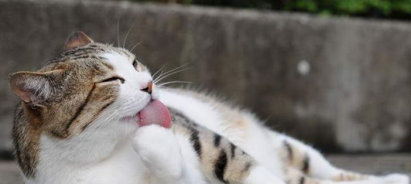 宠物猫咪夏季食欲不振的原因剖析（从气温）