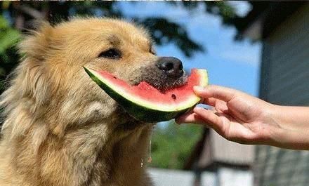 夏日宠物养护:狗狗清凉度夏攻略