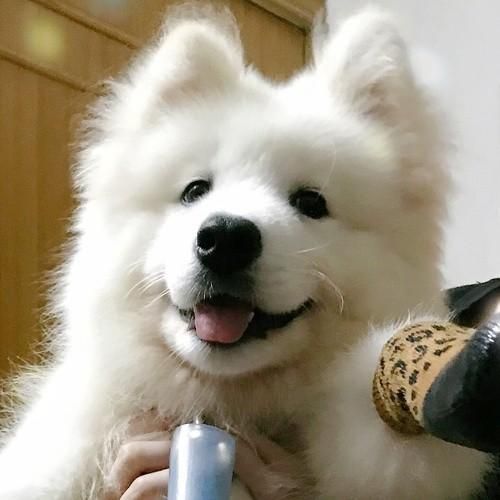 夏季，如何让狗狗的饮食更健康？