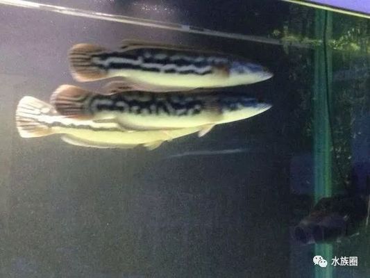 pet鱼缸的缺点 龙鱼百科
