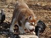 纯种哈士奇三把火双蓝眼哈士奇北京京诺犬业直销哈士奇幼犬
