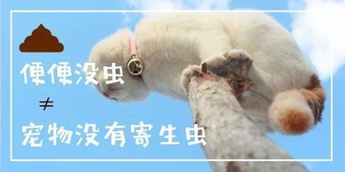宠物驱虫用药指南