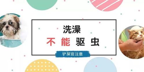 宠物驱虫用药指南
