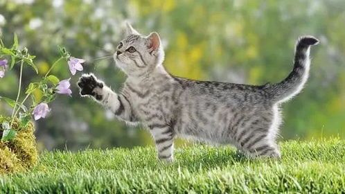 宠物养猫,轻松驱虫无忧。