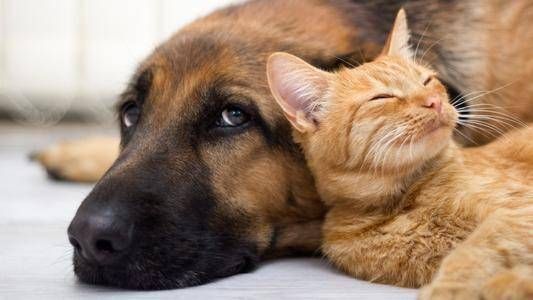 宠物养猫,轻松驱虫无忧。