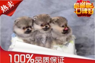 “驱虫药效,守护萌宠健康,多久见效?”