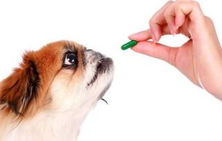 “驱虫药效,守护萌宠健康,多久见效?”