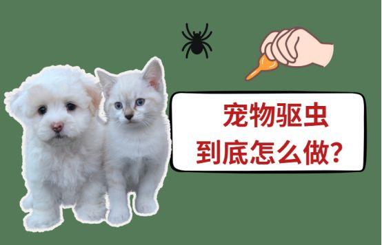 宠物驱虫怎么做？