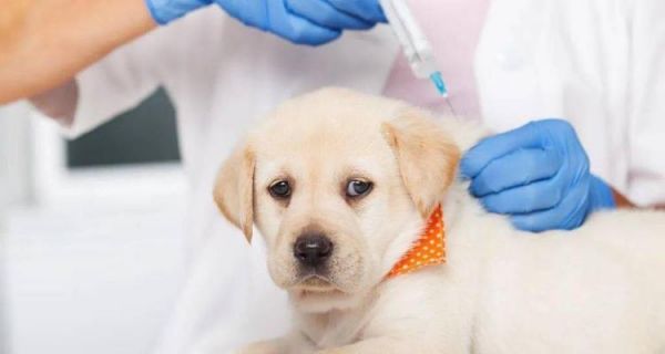 宠物狗体内驱虫指南（让你的爱犬健康无虫）