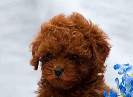 小狗宝宝吃什么钙片好？如何选择合适的宠物钙补充品？