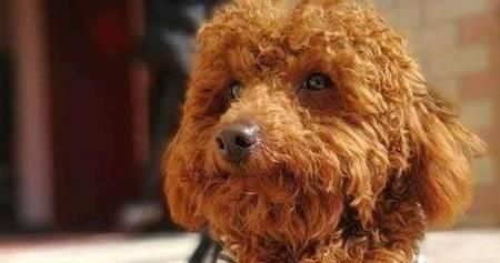小狗宝宝吃什么钙片好？如何选择合适的宠物钙补充品？