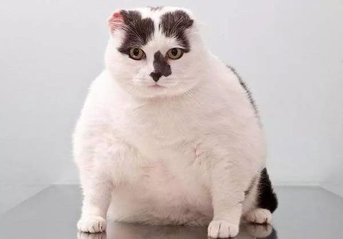 “狗狗钙片,猫咪慎用,宠物健康为重。”