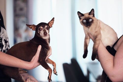 “狗狗钙片,猫咪慎用,宠物健康为重。”
