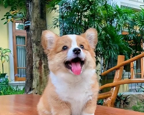 宠物健康专题——以柯基犬为例，缺钙会怎样？（柯基犬缺钙的症状、原因和预防措施）