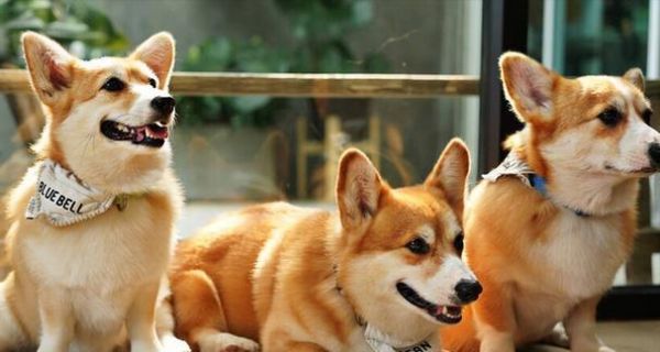 宠物健康专题——以柯基犬为例，缺钙会怎样？（柯基犬缺钙的症状、原因和预防措施）