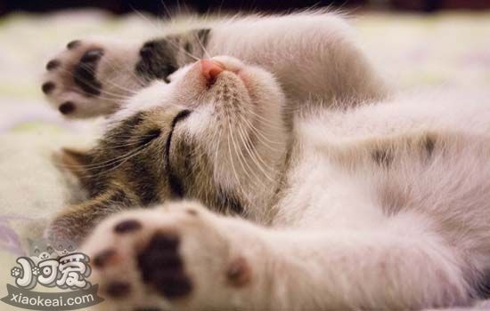 猫咪外驱虫怎么做 去除猫咪寄生虫除了用药还有这些
