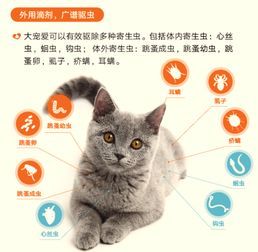 宠物猫咪驱虫指南，轻松操作！