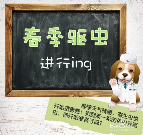宠物驱虫攻略，健康从小事做起