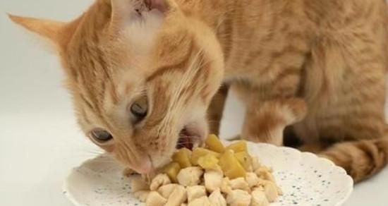 猫咪软便拉稀一直不好（宠物主人必读的救治技巧及注意事项）