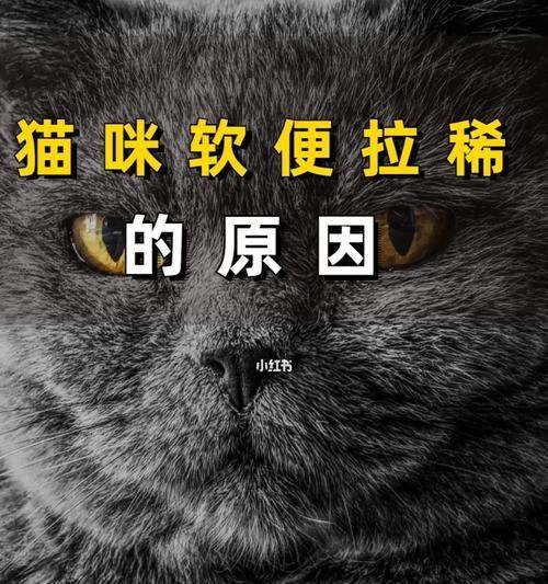 猫咪软便拉稀一直不好（宠物主人必读的救治技巧及注意事项）